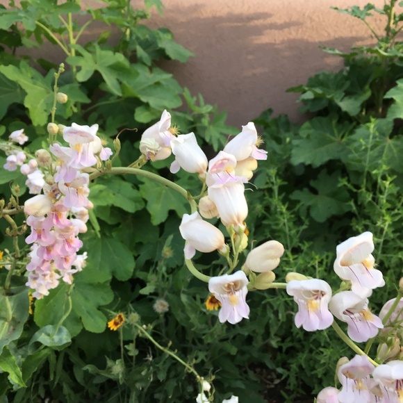 Freed ISO! - Picture 2 of 2